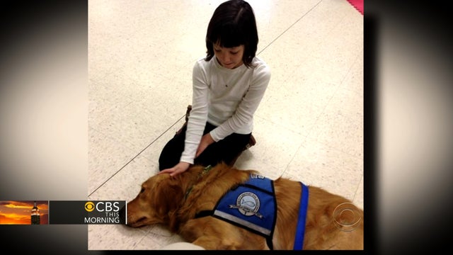 Golden retrievers sent to comfort Newtown victims 