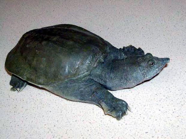 The Chinese soft-shelled turtle (Pelodiscus sinensis) excretes urea, the waste product of urine, from its mouth, scientists report Oct. 11, 2012, in the Journal of Experimental Biology. 