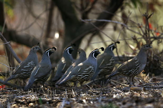 Birds in Griffith Park 