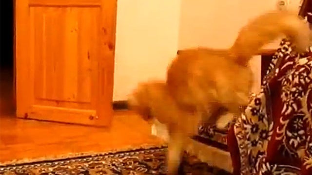 Cat jumps 