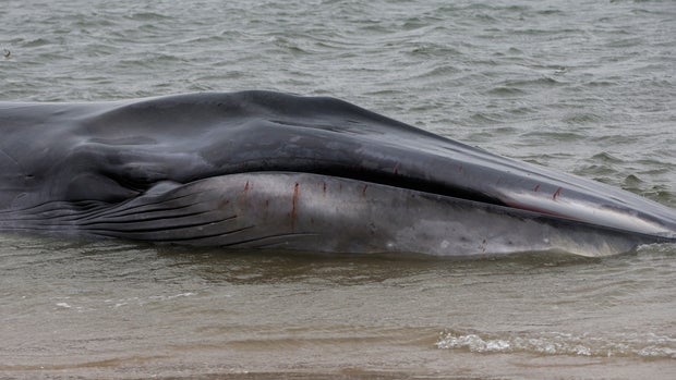 Whale washes up on NYC shore