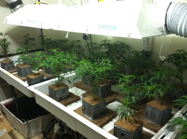 Suspect Arrested In SoCal Marijuana Growing Operation 