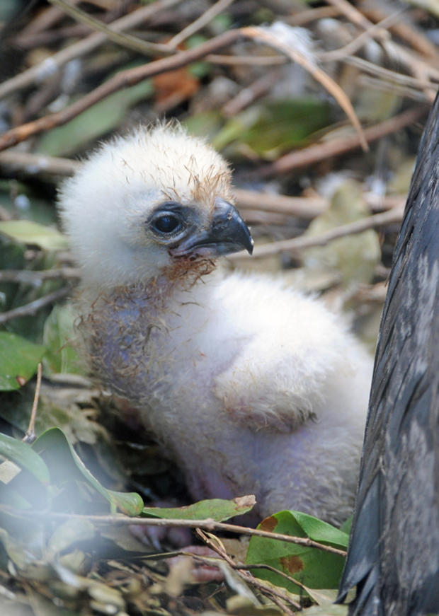 harpy-chick-2012-9-days-old.jpg 