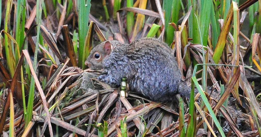 U.K. fire brigade rushes to squirrel's rescue