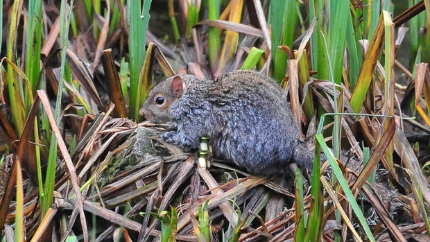 U.K. fire brigade rushes to squirrel's rescue 