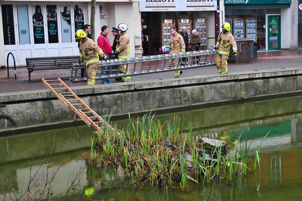 Members of the Hertfordshire Fire and Rescue service move equipment into place to rescue a young squirrel 