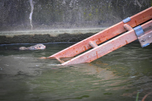 A squirrel swims in a pond in Watford, England, as rescuers attempt to coax him onto a ladder 