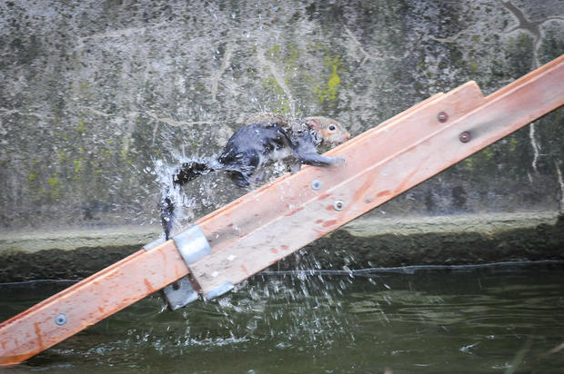 Finally out of the chilly pond water in Watford, England, a young squirrel scurries up a fire crew ladder 
