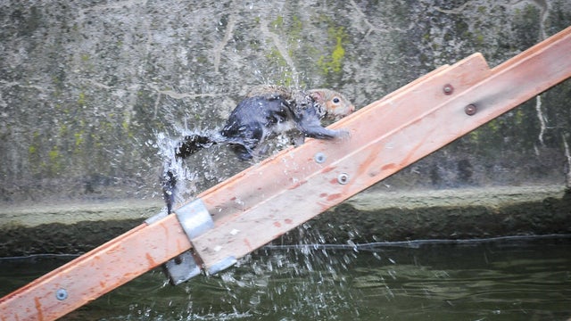 Finally out of the chilly pond water in Watford, England, a young squirrel scurries up a fire crew ladder 