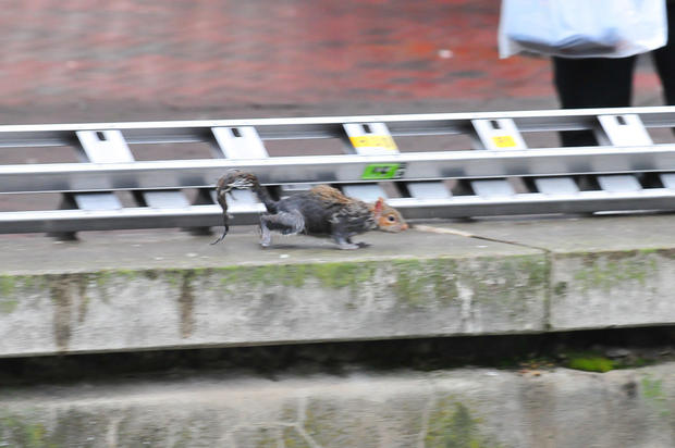 Soaked, but otherwise seemingly no worse for the wear, a squirrel rescued from a pond in Watford, England, scurries away 