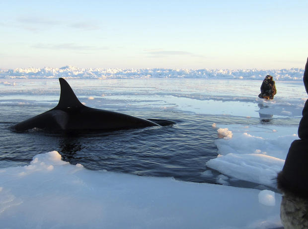 In this Tuesday, Jan. 8, 2013 photo provided by Marina Lacasse, a killer whale surfaces through a small hole in the ice near Inukjuak, in Northern Quebec. 