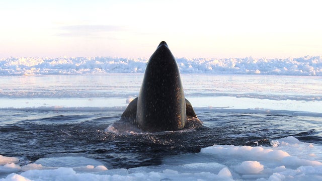 In this Tuesday, Jan. 8, 2013 photo provided by Marina Lacasse, a killer whale surfaces through a small hole in the ice near Inukjuak, in Northern Quebec. Mayor Peter Inukpuk urged the Canadian government Wednesday to send an icebreaker as soon as possibl 