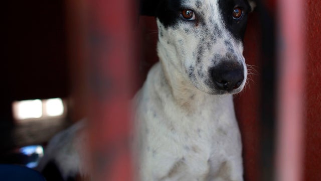 One of the dogs that was caught near the site of four fatal maulings sits inside a cage at a city dog pound in Mexico City Jan. 9, 2013. 