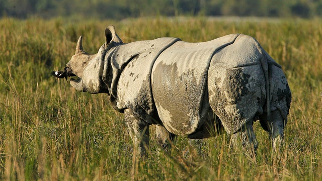 Illegal rhino horn trade 