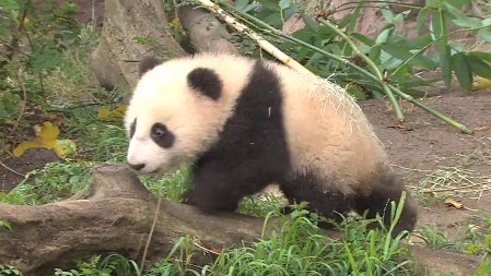 Baby_Panda_Xiao_Liwu.jpg 