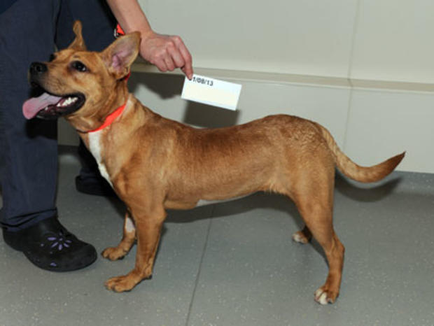 Jill, The Malnourished Puppy Recovered By The ASPCA After Treatment 