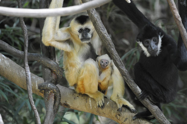 Gibbons Bronx Zoo 