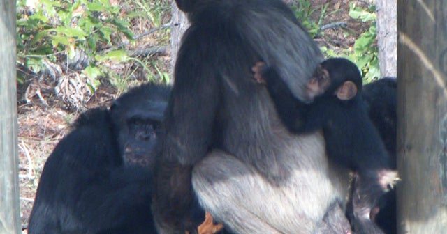 La. sanctuary gives chimps first chance to live outside cages - CBS News