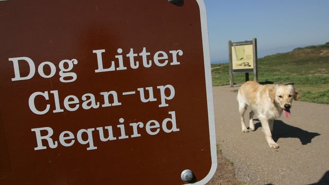 puppy with back to camera 
