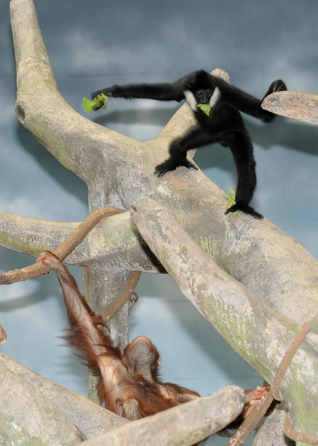 Gibbon, Orangutan Pals 