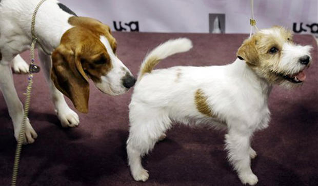 The two new breeds eligible to compete in the Westminster Kennel Club Dog Show, the Treeing Walker Coonhound, left, and the Russell Terrier, make each other's acquaintance during a news conference in New York, Monday, Jan. 28, 2013. The 137th show is scheduled to run for two days starting on Feb. 11. 