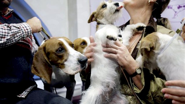he two new breeds eligible to compete in the Westminster Kennel Club Dog Show, the Treeing Walker Coonhound, left, and the Russell Terrier, make each other's acquaintance during a news conference in New York, Monday, Jan. 28, 2013. The 137th show is sched 