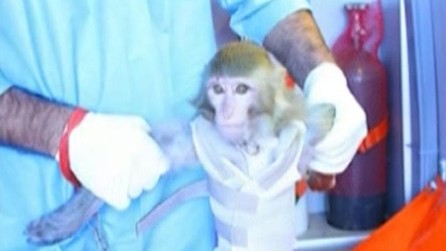 Iran's space monkey 