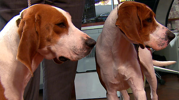 Westminster Dog Show figure introduces 2 new dogs on "CTM" 