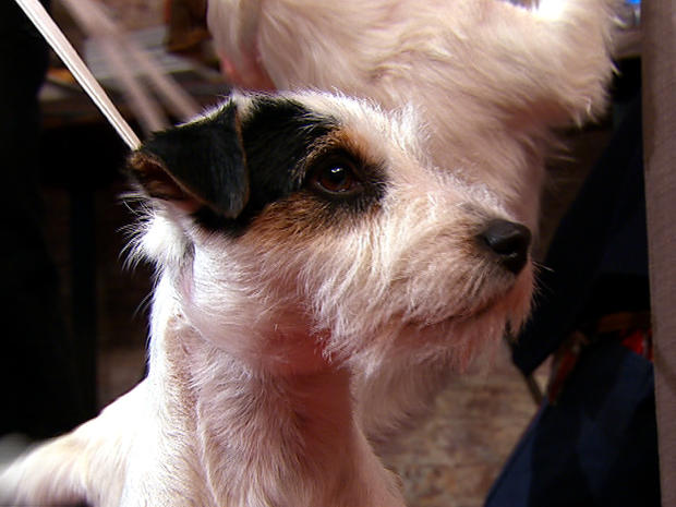 A terrier, as seen on "CBS This Morning." 