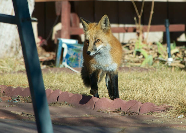 urban-fox-i.jpg 