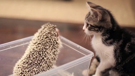 Kitten_and_Hedgehog_Meet.jpg 