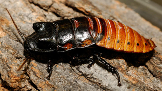 madagascar-hissing-cockroaches.jpg 