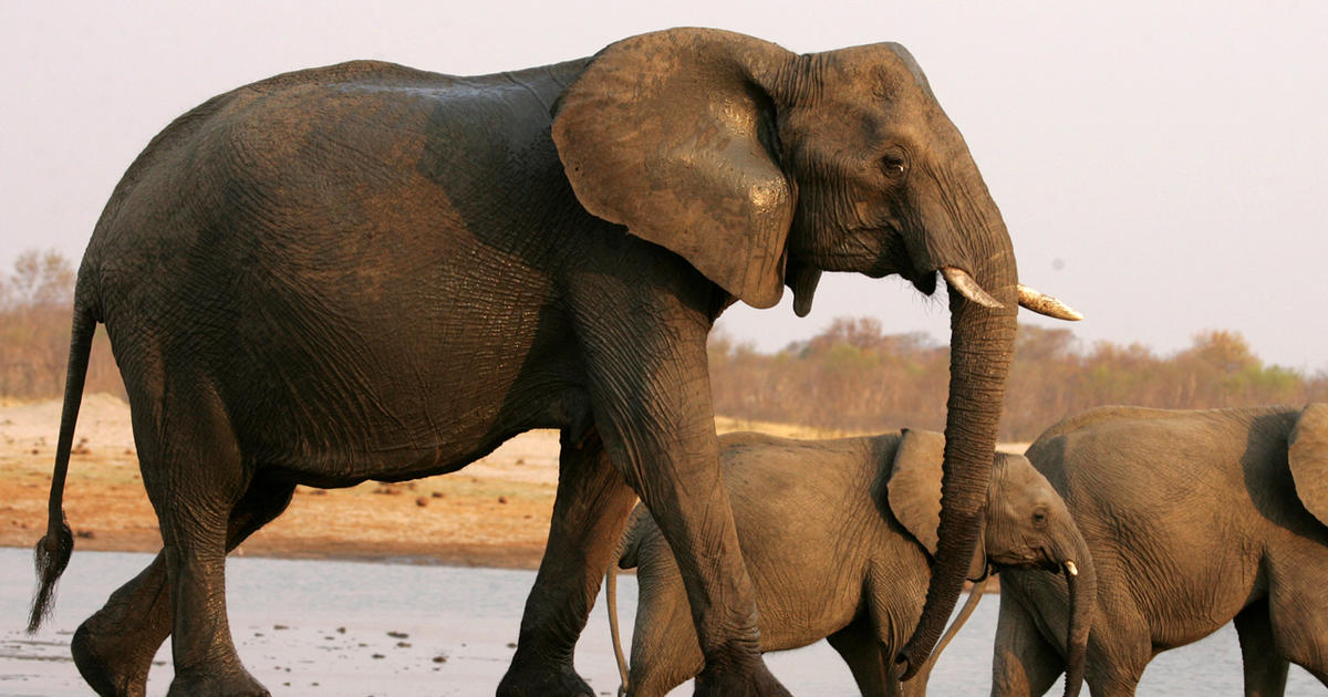 Zimbabwe is selling baby elephants, but where does the money go?