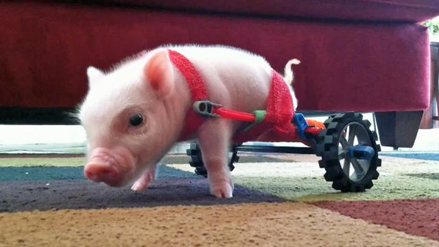 Piglet learns to use his training wheels 
