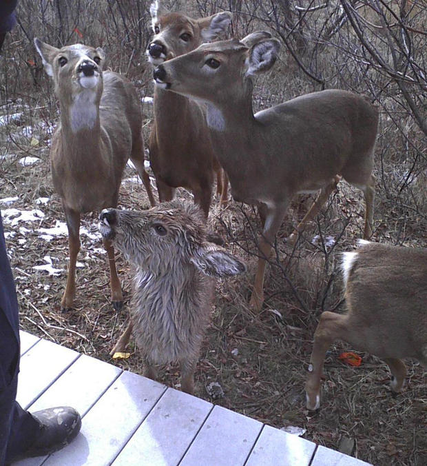 Family of Deer 