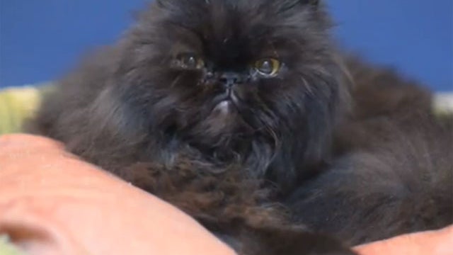 Caffrey, the two legged cat 