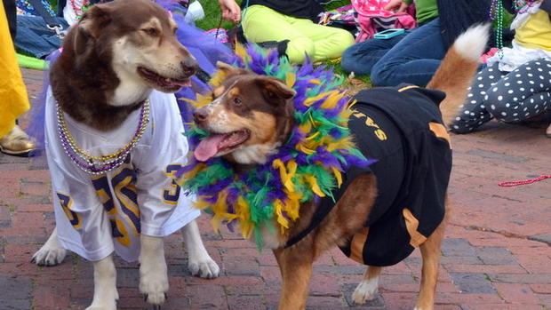 Mardi Gras dog parade 