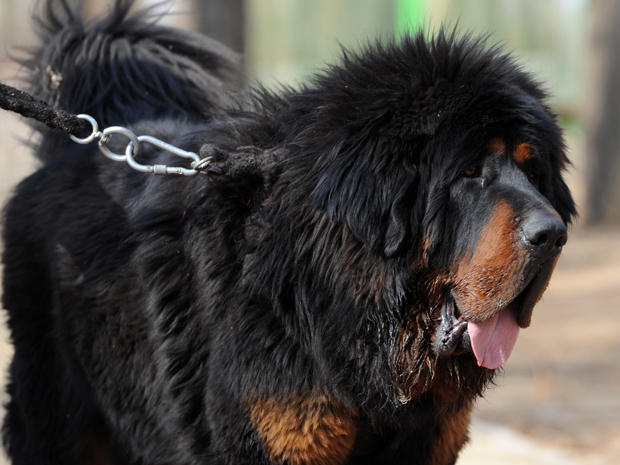 A pedigree Tibetan mastiff, the world's most expensive dog breed according to highest purchase price, appears on April 6, 2012, at an outdoor dog show in China. 