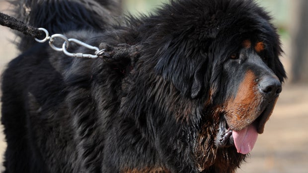A pedigree Tibetan mastiff, the world's most expensive dog breed according to highest purchase price, appears on April 6, 2012, at an outdoor dog show in China. 