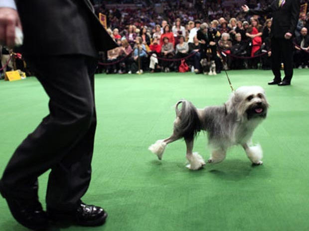 A Lowchen walks in the ring during the 134th Westminster Kennel Club Dog Show, Monday, Feb. 15, 2010 in New York. 