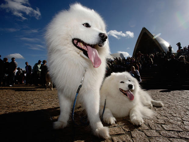 A pair of Samoyed dogs enjoy music in this file image on June 5, 2010, during a "Music for Dogs" concert in Sydney.  