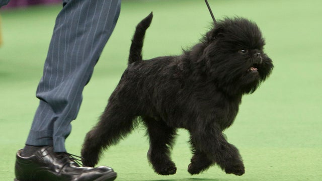 Ernesto Lara runs with Banana Joe, an affenpinscher, who won best in show during the 137th Westminster Kennel Club dog show Tuesday, Feb. 12, 2013, at Madison Square Garden in New York. 