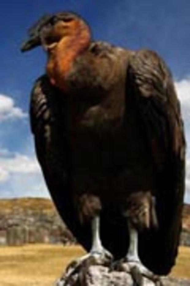 Condor 