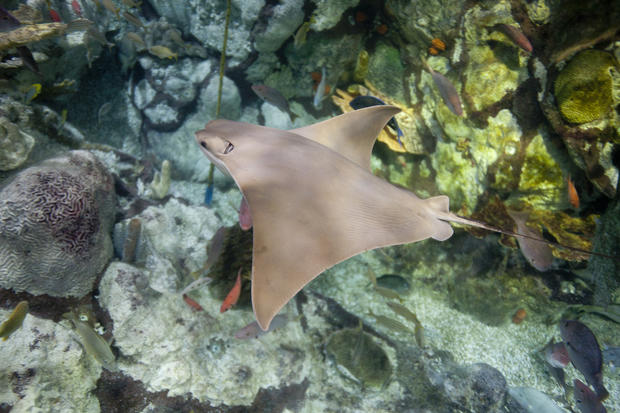 Cownose Ray 
