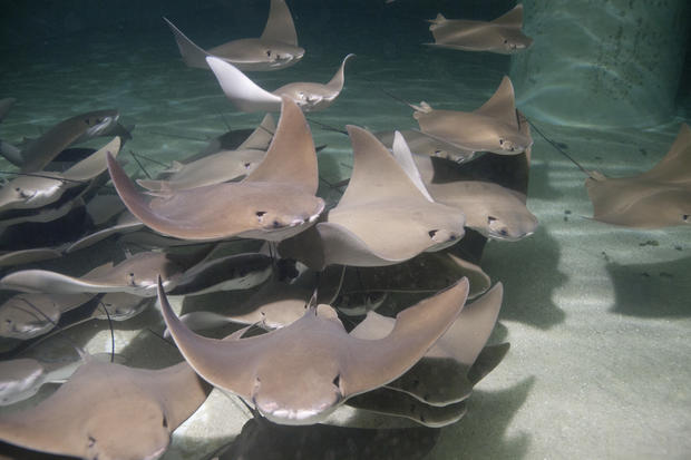Cownose Rays 