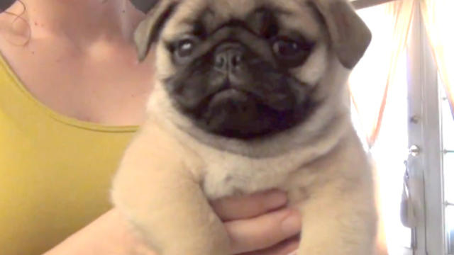 Pug_Puppy_Surprise.jpg 