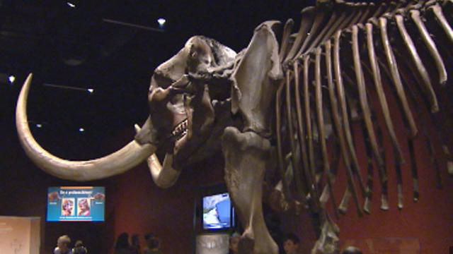 mastodon-fossil.jpg 