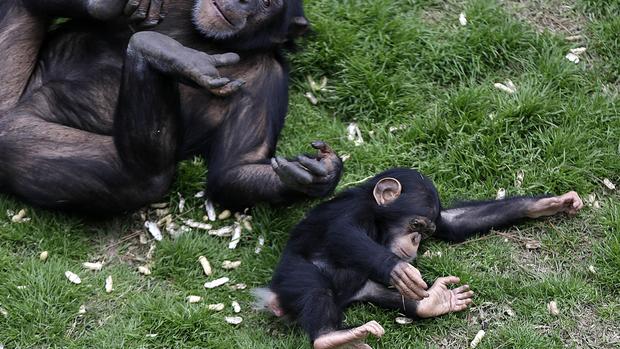 Retired federal research chimps head to rehab 