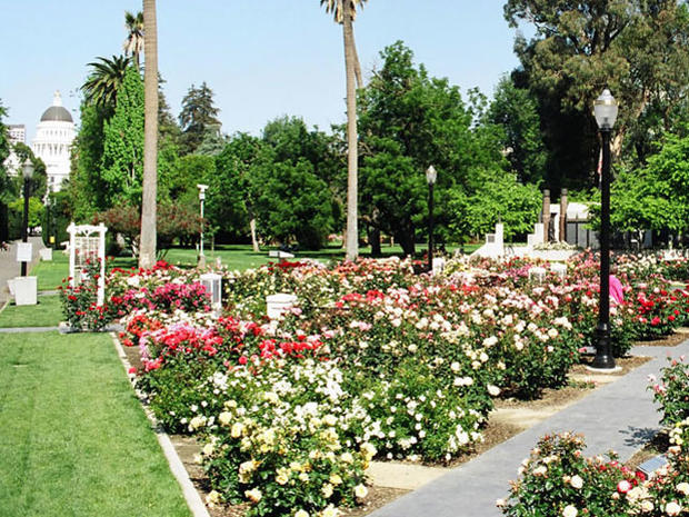 capitol rose garden 