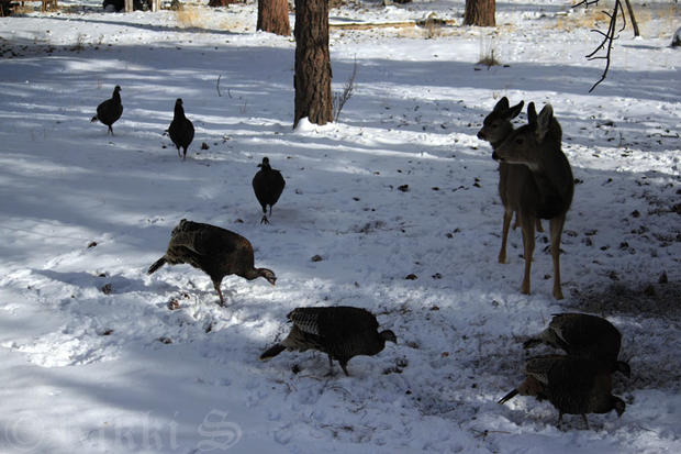 deer-turkeys.jpg 